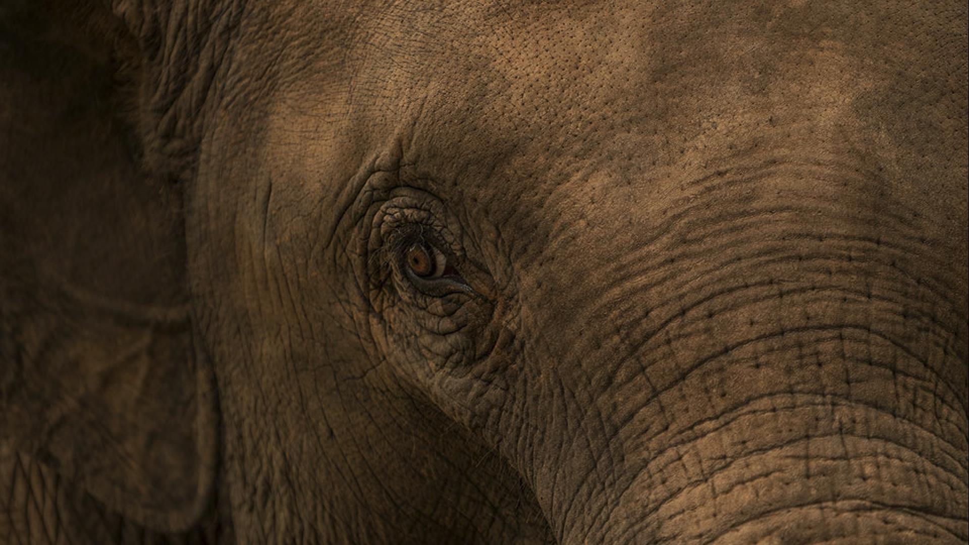 Elephants and the Tourism Industry in Laos