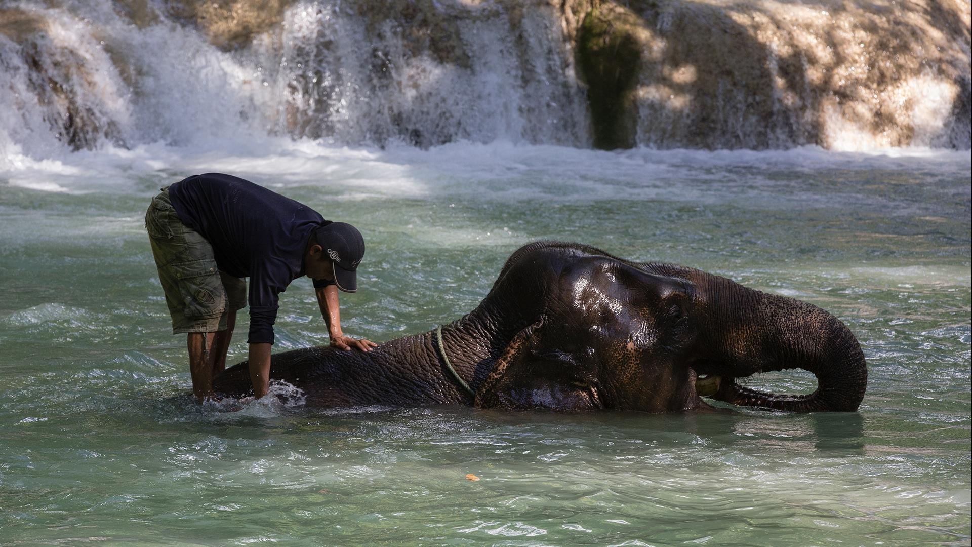 Laos, Luang Prabang : Deluxe Elephant Interaction Experience - 1 Day | Nature and Elephants