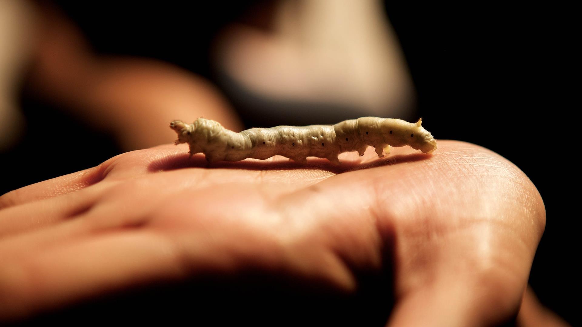 Laos, Luang Prabang: Nature Walk, Weaving Center, and Village Visit - 1 Day | Silk Weaving Center and Hidden Valley Village Visit Laos, Luang Prabang: Nature Walk, Weaving Center, and Village Visit - 1 Day | Silk Weaving Center and Hidden Valley Village Visit