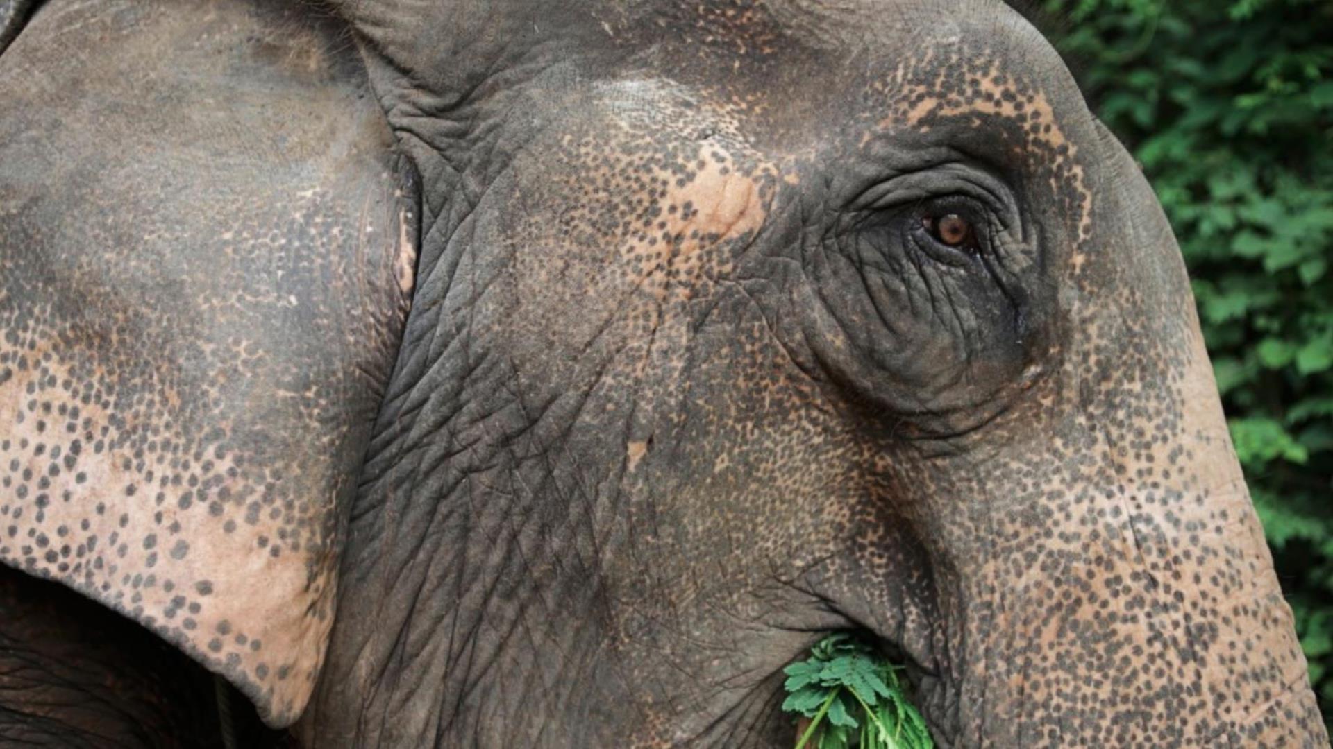 Laos, Luang Prabang: Bike, Elephant & Tad Sae Waterfall Adventure - 1 Day | Nam Khan River Valley Bike and Elephant Experience (no riding)