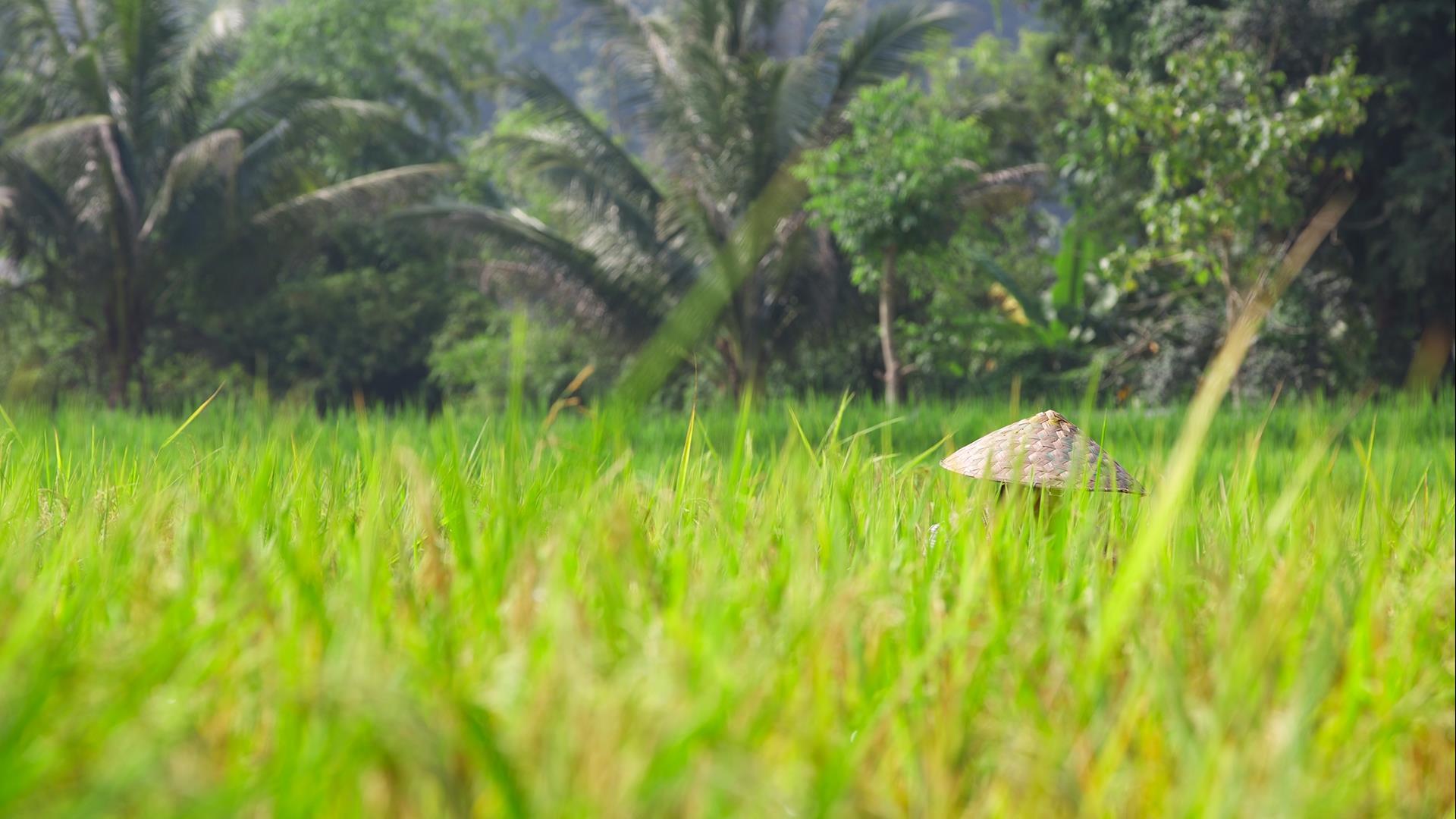 Laos, Nong Khiaw : Nong Khiaw Trekking, Villages, and River Day Trip - 1 Day | Nong Khiaw Trekking Explorer