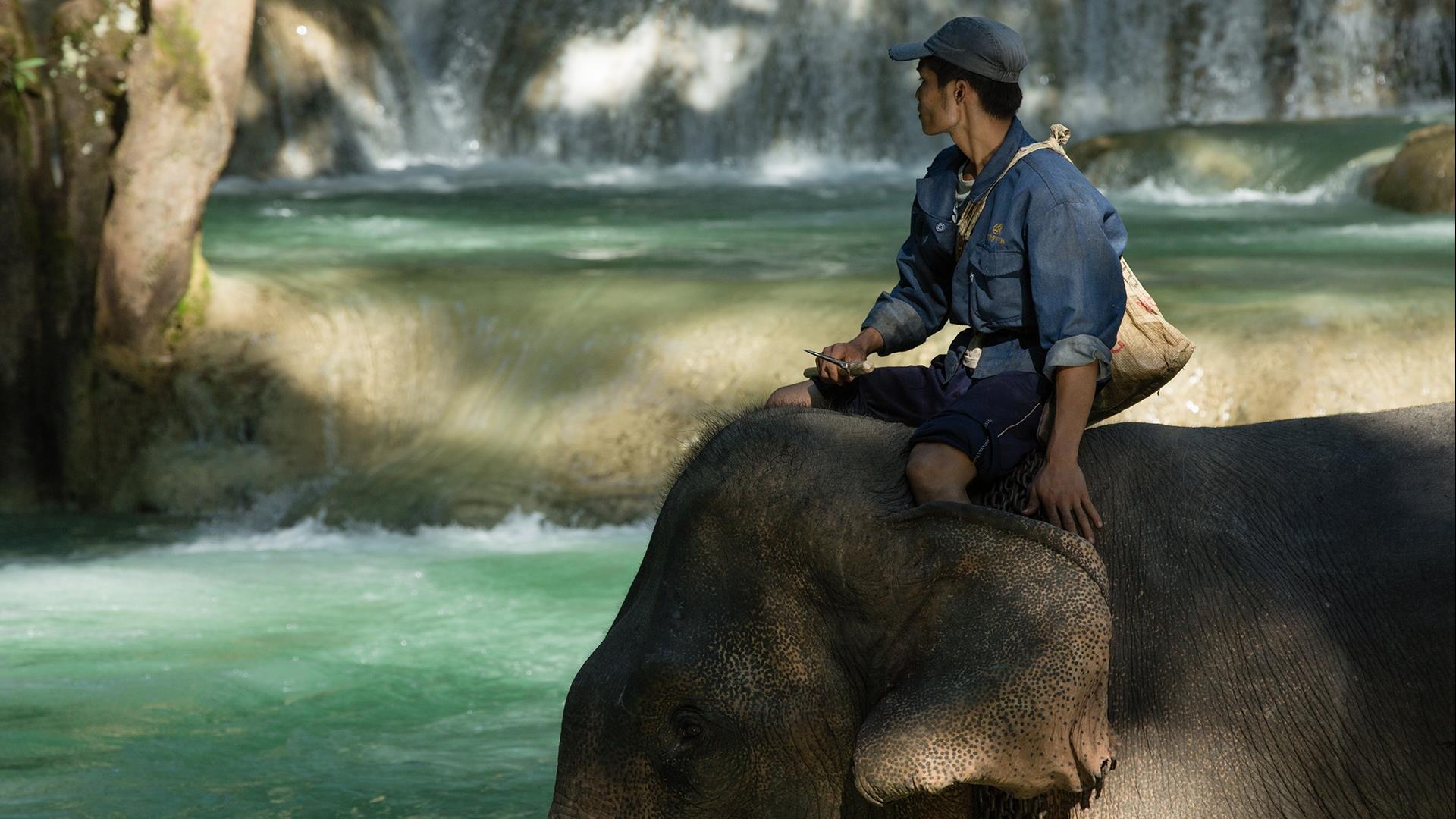 Laos, Luang Prabang: The Authentic Elephant Experience - 2 Days | Living with Elephant Mahout Program at Elephant Village