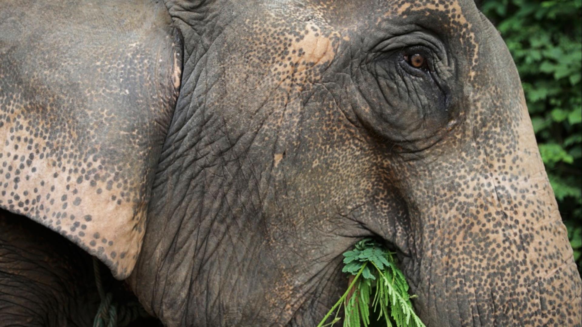 Laos, Luang Prabang : Elephant Experience and Jungle Trek - 1 Day | Natural Sights and Sounds