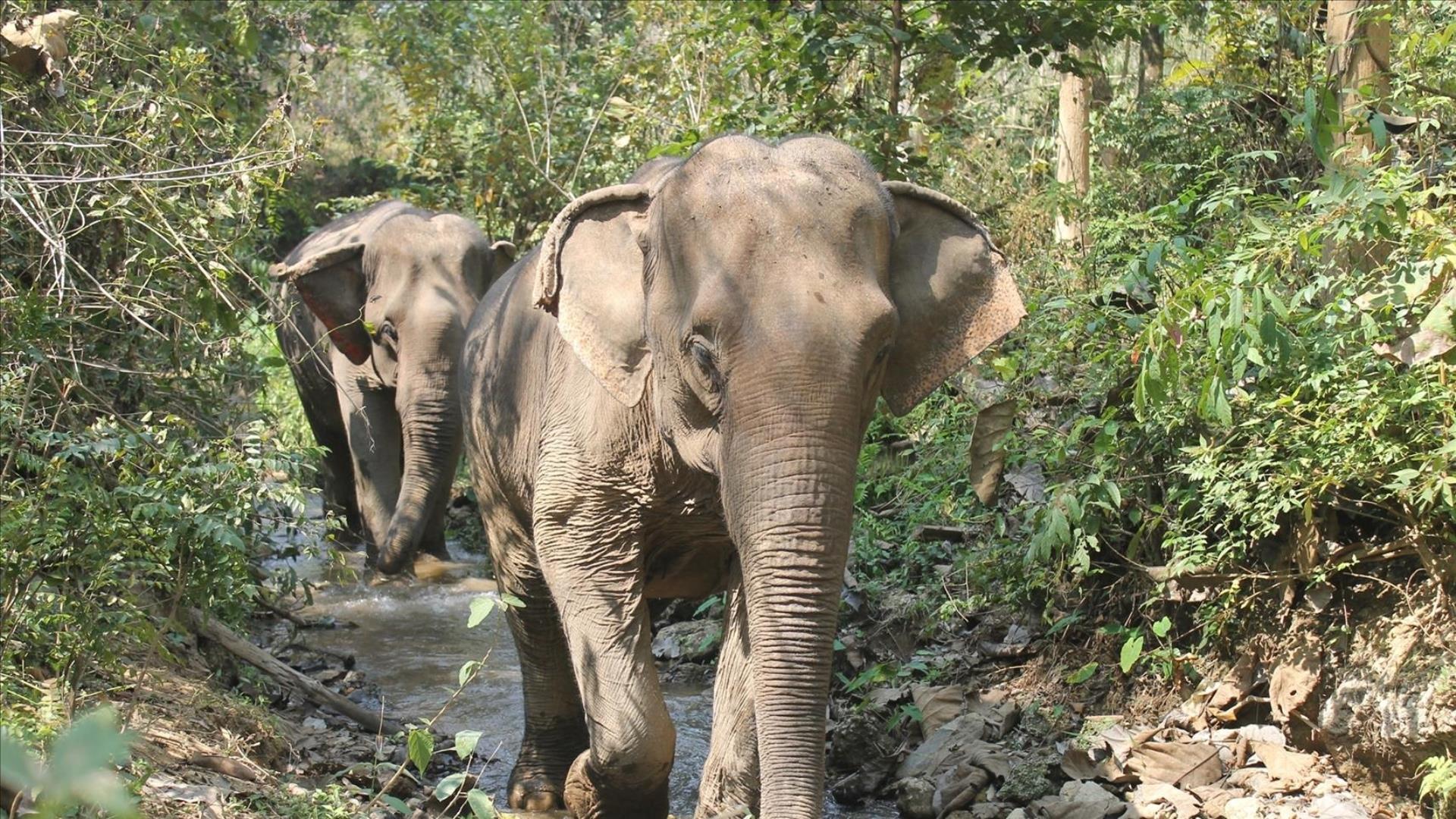 Laos, Luang Prabang : Inside the hearts of Elephants - 1 Day | Mandalao Excursion