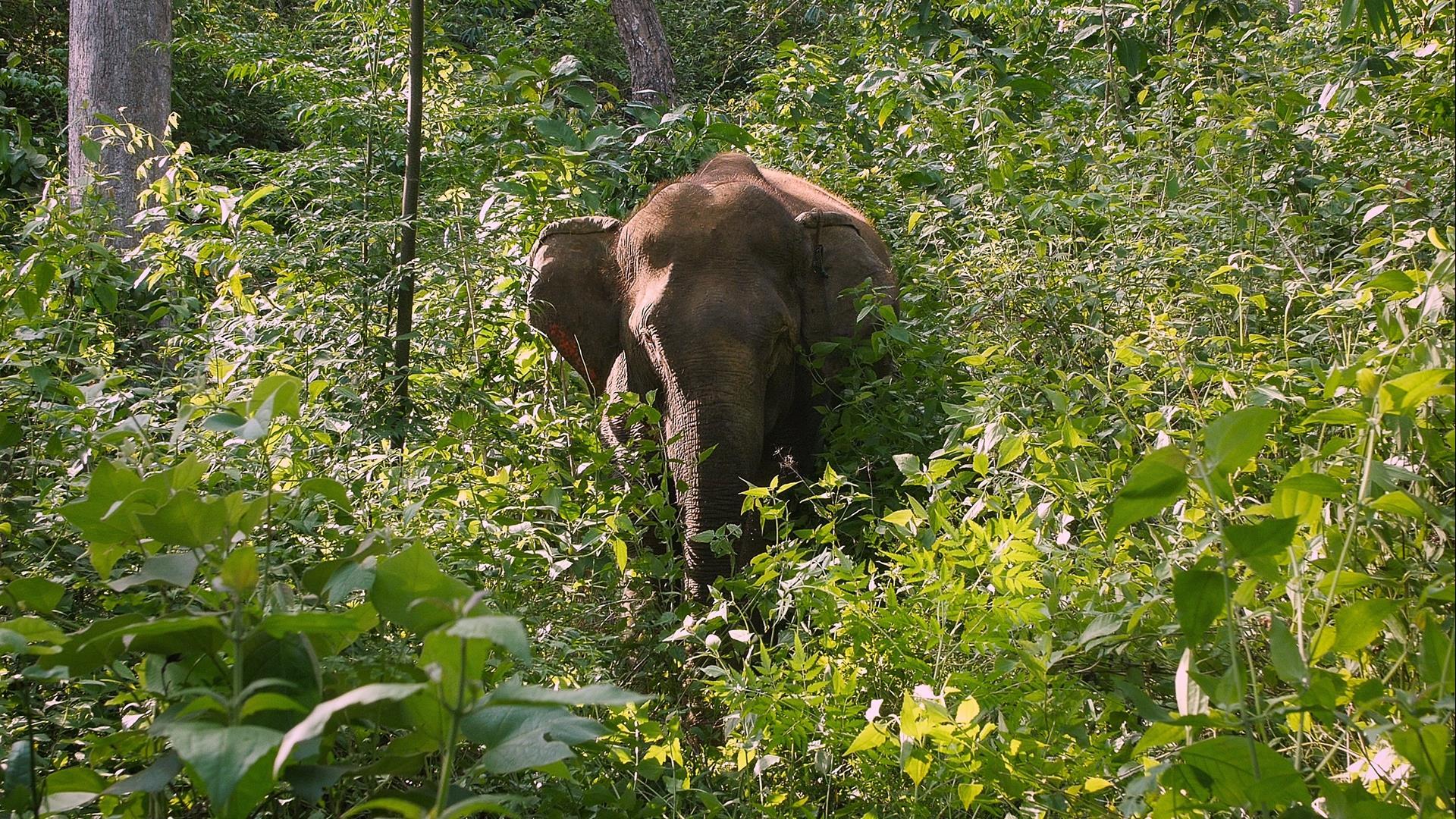 Laos, Luang Prabang: Elephant, Mountain Bikes, & Trails - 2 Days | A Complete Adventure with Village Highlights