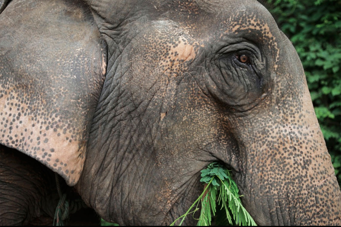 Up close with elephants