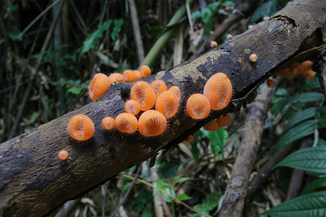 Orange Fungus on a Tree