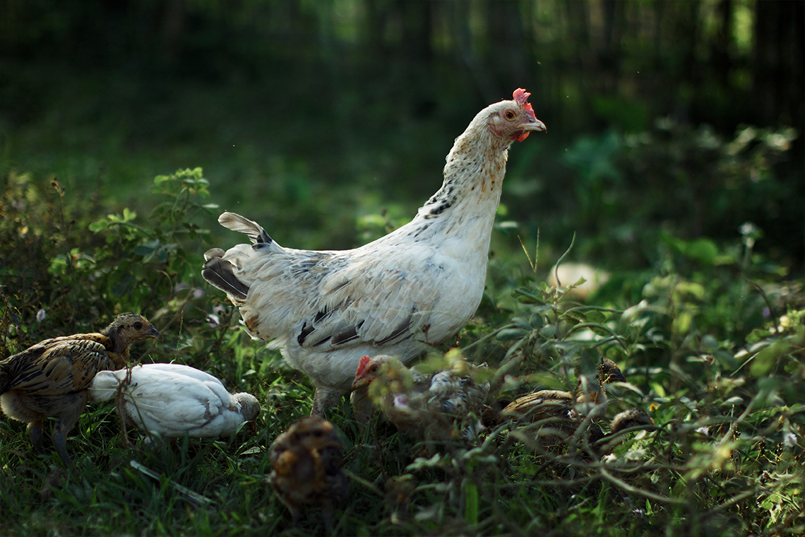 Eco Bungalow - Chicken