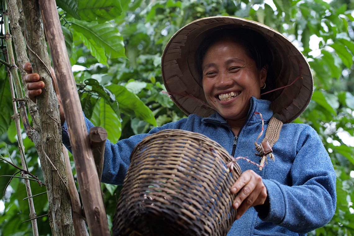 Coffee Picker - Bolaven Plateau