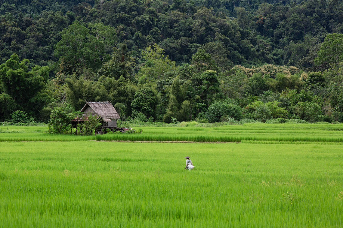 Rice Paddies