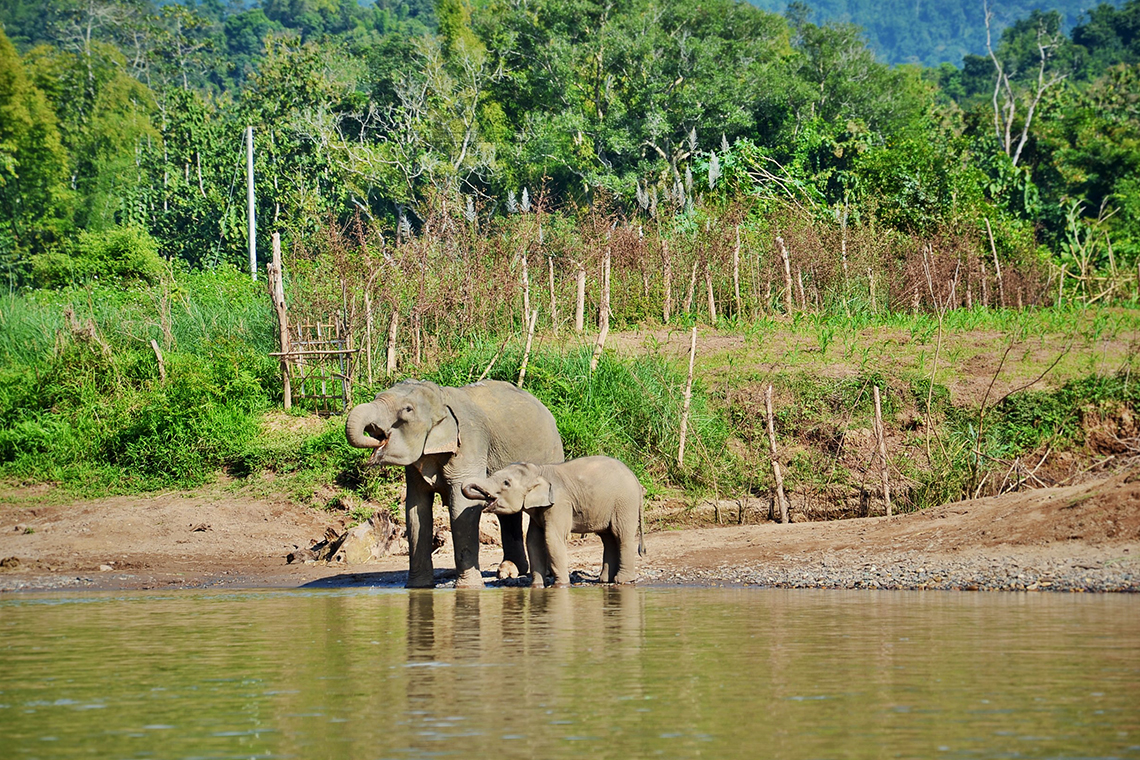Shangri Lao - Elefant Camp 