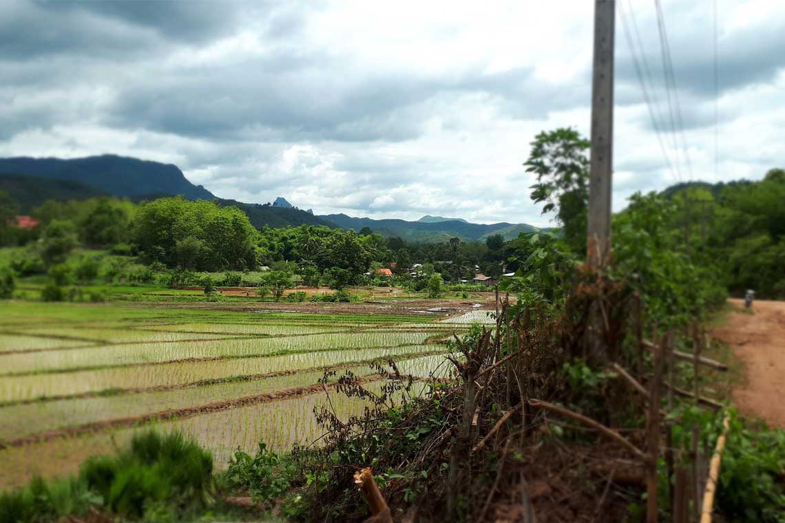 Track by rice field