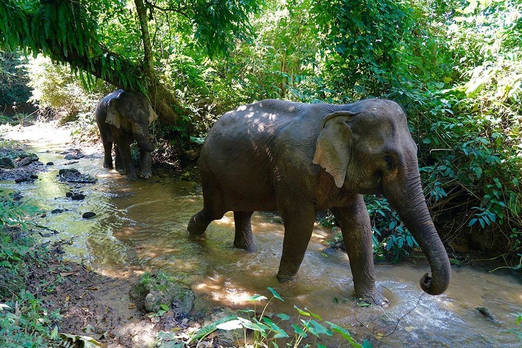 Mandalao Elephant Tour