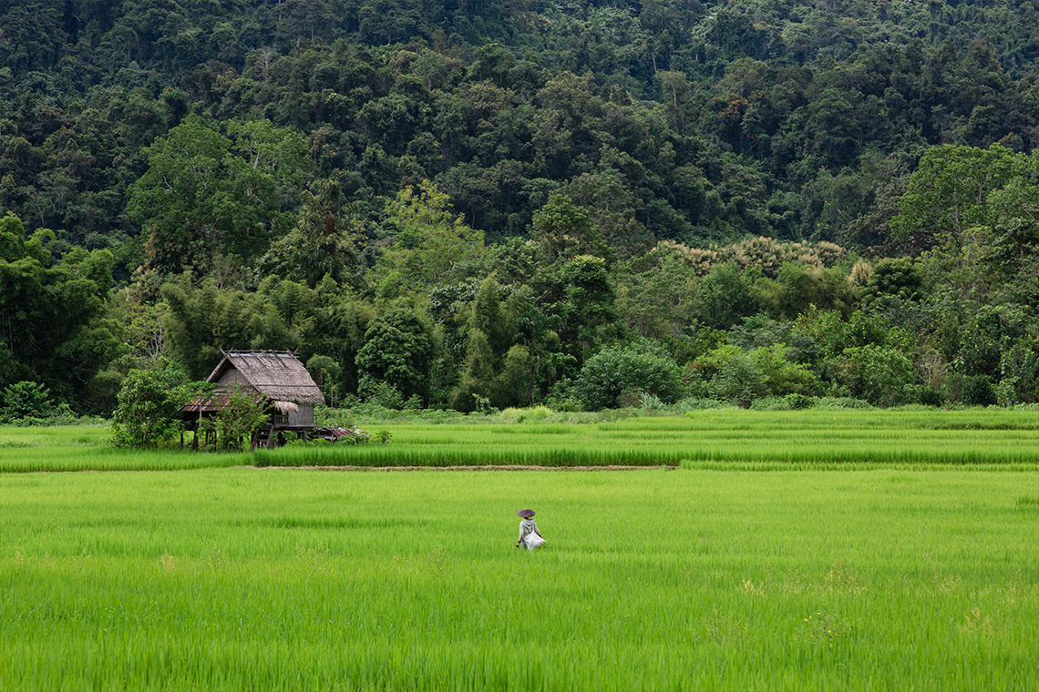 Rice Fields